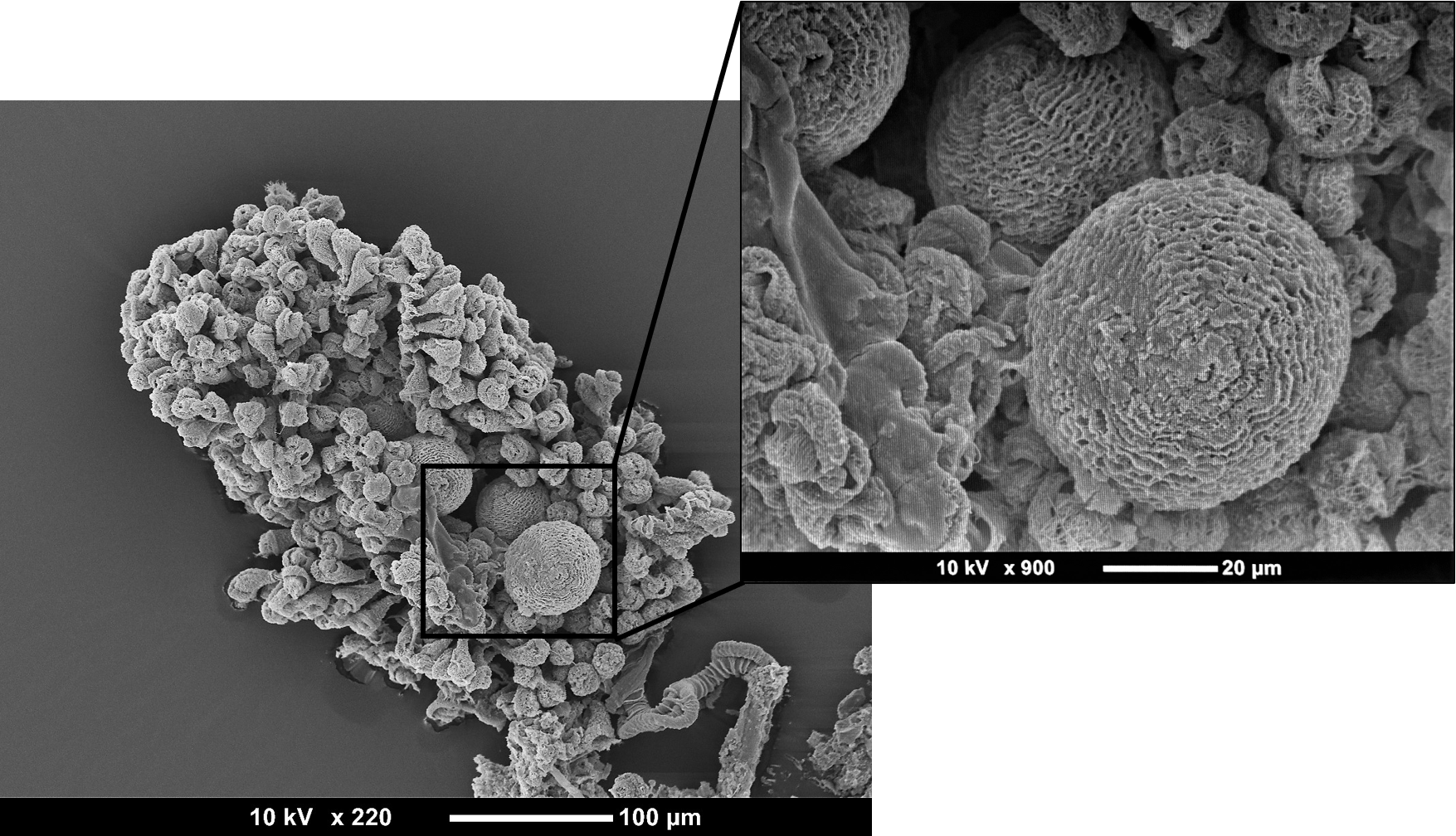 figure image